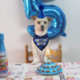 Pet Birthday Party Supplies Hat and Boy Doggy Birthday Scarf Set with 0-8 Figures