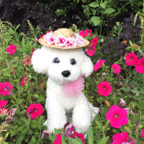 Pet Straw Sombrero Sun Cap with Flowers Birthday Party Hat for Puppy Cat