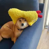Pet Hat Fried Shrimp Headgear Ornament Puppy Cat Hat