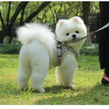 Reflective And Breathable Dog Leash Small Dog Vest Type Pet Leash