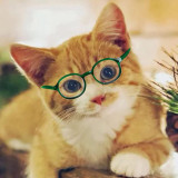 Pet Costume Clear Lens Retro Glasses for Cat Dogs