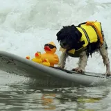 Dog Lifesaver Vests Pure Color with Rescue Handle Safety Swimsuit Preserver for Swimming