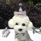 Pet Birthday Adjustable Lace Hat and Bow Tie Set