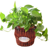 Hand Woven Rattan Flowerpot and Basket Creative Decoration