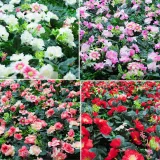 Artificial Rose Flower Row Creative Background Plant Flowers Wall Decor