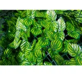 Artificial Green Watermelon Leaves Hedge Fence Net Vine Privacy Fence Wall Screen