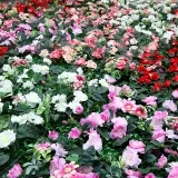Artificial Rose Flower Row Creative Background Plant Flowers Wall Decor