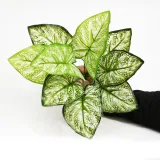 Home Garden Artificial Rohdea Roth Plant Room Decoration
