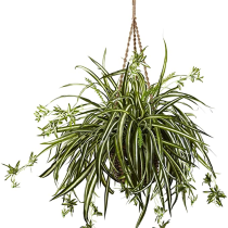 Home Garden Artificial Spider Plants and Leaves Room Decoration