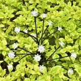 Solar Lotus Flower Branch Tree Lamp Christmas Lawn Stake Light Outdoor Decoration Light