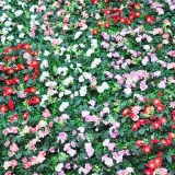 Artificial Rose Flower Row Creative Background Plant Flowers Wall Decor