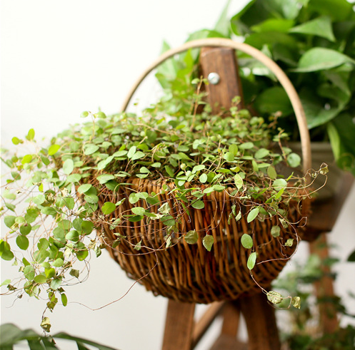 Willow Woven Wall Hanging Flower Basket