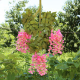 12PCS Garden Artificial Watercress Flower Hanging Vine Plant Decoration