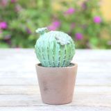 Cactus Simulation Resin Crafts For Gift