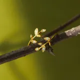 Fashion Jewelry Leaf Diamond Opening Ring Adjustable