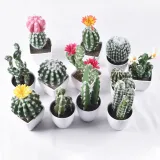 Artificial Mini Succulent Plant Cactus Column Bonsai Ornament