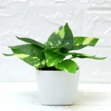 Artificial Mini Green Leaves Potted Home Living Room Indoor Green Plant Decoration