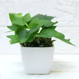 Artificial Mini Green Leaves Potted Home Living Room Indoor Green Plant Decoration