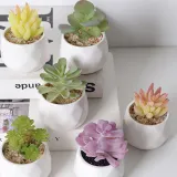 Artificial Saussurea Involucrata Mini Succulent Plant Bonsai Ornament