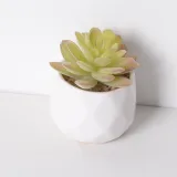 Artificial Saussurea Involucrata Mini Succulent Plant Bonsai Ornament