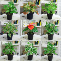 Artificial Seven Leaves Potted Home Living Room Indoor Green Plant Decoration