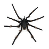 Tricky Toy Road Hairy Spider Halloween Plush Toy Simulation Spider