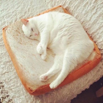 Creative Simulation Sliced Bread Cat & Dog Pet Cushion Plush Toys