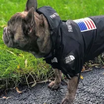 Pet The Dog Face Windproof Hooded Waterproof Jacket