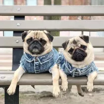 Pet Dog Cloth Corgi Bulldog Denim Vest