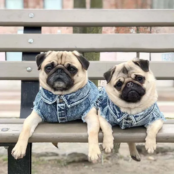 Pet Dog Cloth Corgi Bulldog Denim Vest