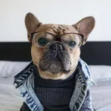 Pet Dog Cloth Corgi Bulldog Denim Vest