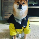 Pet Dog Windproof Hooded Waterproof Jacket Raincoat