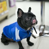 Pet Dog Cloth Corgi Schnauzer Stripe Sweatshirt