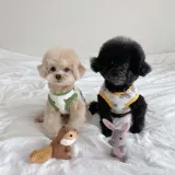Pet Dog Cloth Pomeranian Poodle Little Bear Printed Puppy Cloth