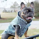 Pet Dog Cloth Corgi Bulldog Denim Vest