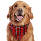 Christmas Matching Family Pajamas Here Comes Santa Paws Gray Pajamas Set