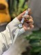 ヴァンクリーフ&アーペル腕時計 Vancleef&Arpels 2026新作 腕時計