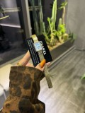 シャネル腕時計 CHANEL 2026新作 腕時計