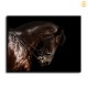 HD Canvas Print Home Decor Paintings Wall Art Pictures-SR--0344