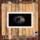 HD Canvas Print Home Decor Paintings Wall Art Pictures-SR105574