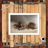 HD Canvas Print Home Decor Paintings Wall Art Pictures-SR-20012