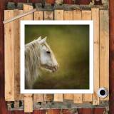 HD Canvas Print Home Decor Paintings Wall Art Pictures-SR111898