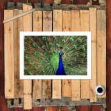 HD Canvas Print Home Decor Paintings Wall Art Pictures-SR--B-54