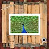 HD Canvas Print Home Decor Paintings Wall Art Pictures-SR--A819