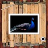 HD Canvas Print Home Decor Paintings Wall Art Pictures-SR100913