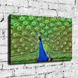 HD Canvas Print Home Decor Paintings Wall Art Pictures-SR--A819
