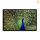 HD Canvas Print Home Decor Paintings Wall Art Pictures-SR--B-54