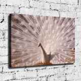 HD Canvas Print Home Decor Paintings Wall Art Pictures-SR-20068