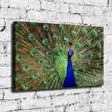HD Canvas Print Home Decor Paintings Wall Art Pictures-SR--B-54