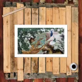 HD Canvas Print Home Decor Paintings Wall Art Pictures-SRC_X460